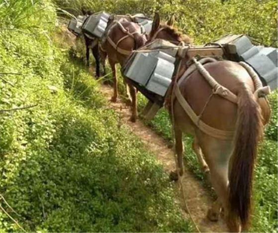神农架山区马队运输