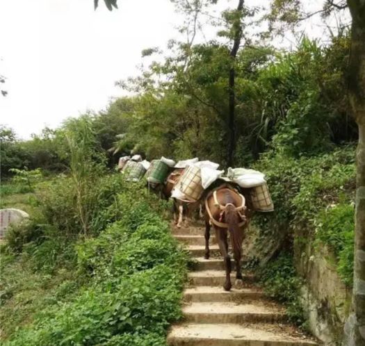 神农架山区马帮运输