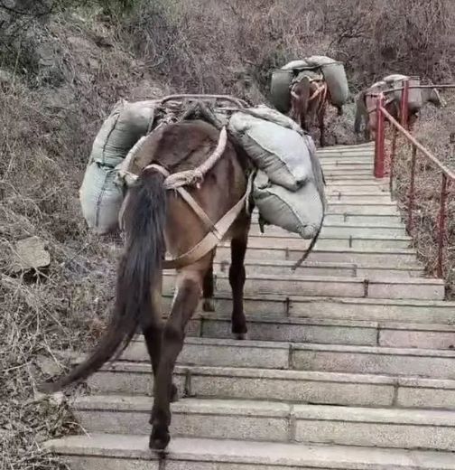 神农架骡马运输