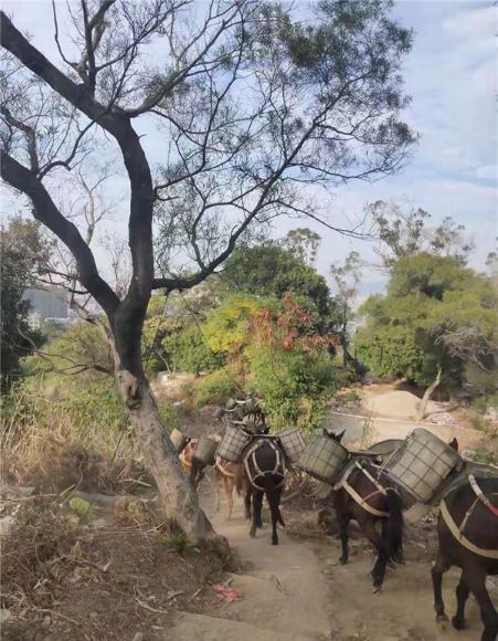神农架山区骡子运输队