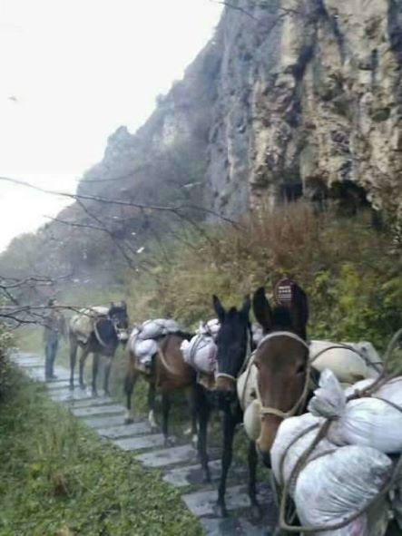 神农架骡子运输队